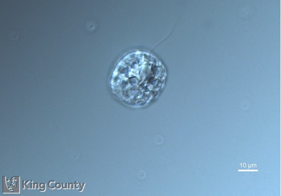 Photo of Ebria tripartita